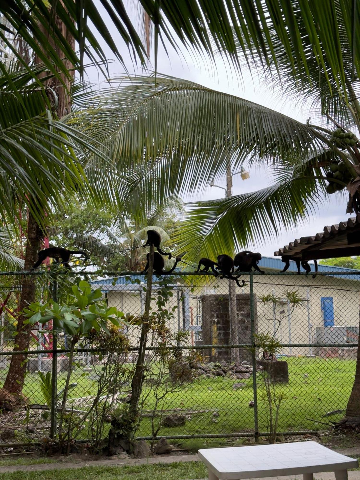 Casa Mamre Hostel Cahuita Ngoại thất bức ảnh
